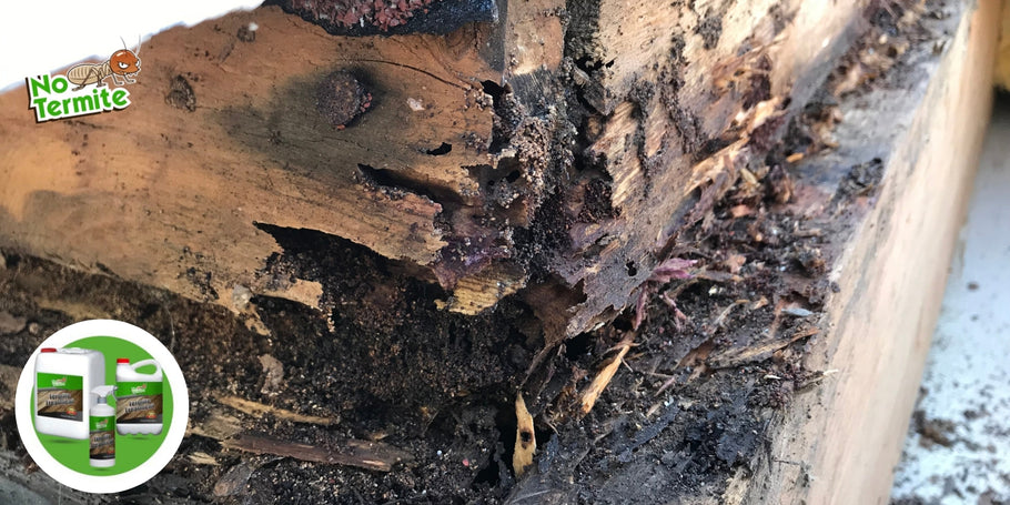 Comprender y combatir las infestaciones de termitas