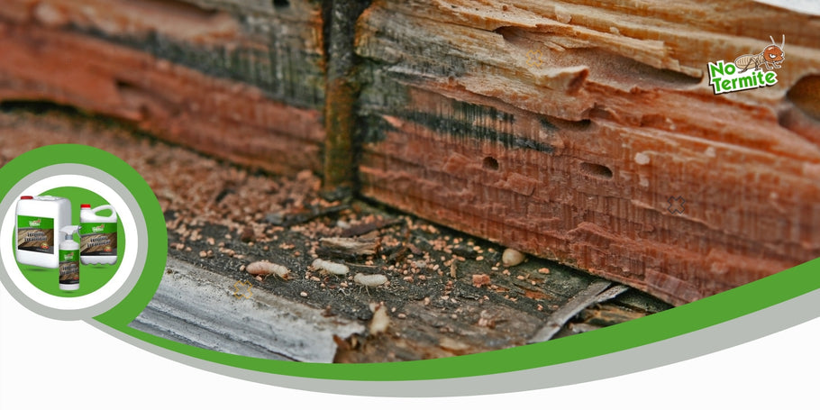 ¿Cómo prevenir el daño de las termitas?