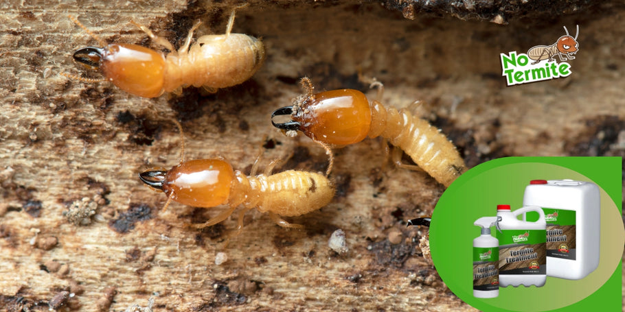 ¿Cómo funcionan los tratamientos contra las termitas?