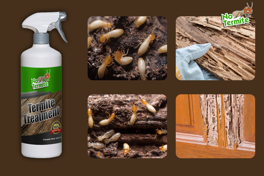 Descubra los secretos del éxito contra las termitas