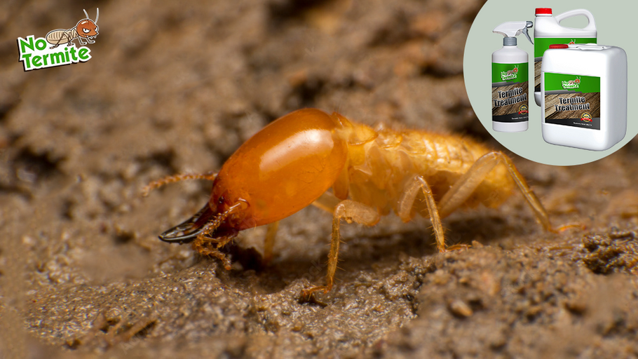 Protección contra termitas: una guía para propietarios sobre el éxito de las termitas